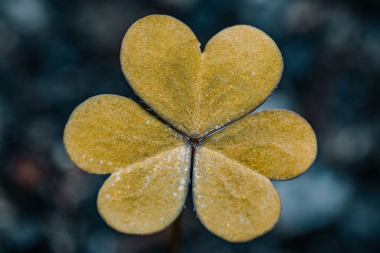 Offerings Stunning macro shot of a yellow clover with dewdrops, showcasing nature's intricate beauty.